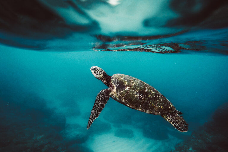 volontariato-ambientale-costa-rica-tartarughe